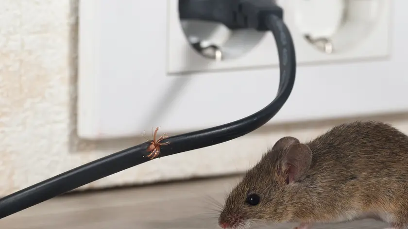Souris tenra