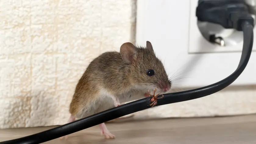 souris