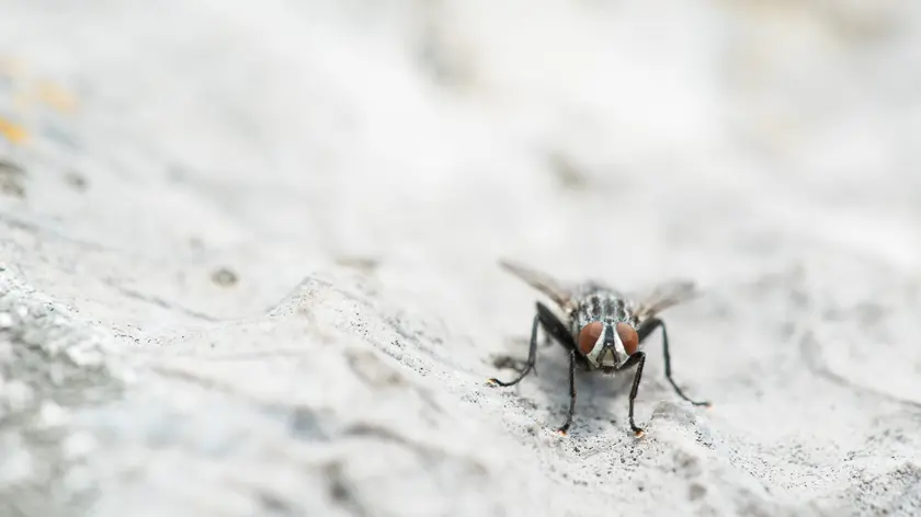 Pest control mouche