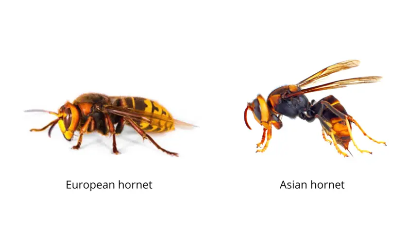 european_asian_hornet