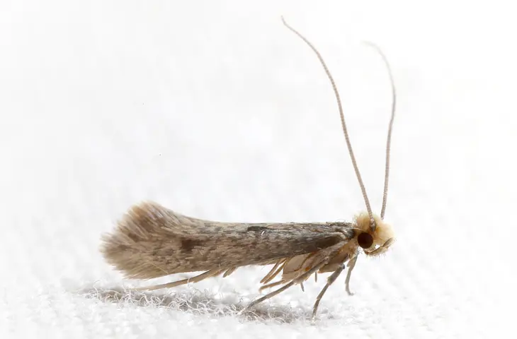 mite textile