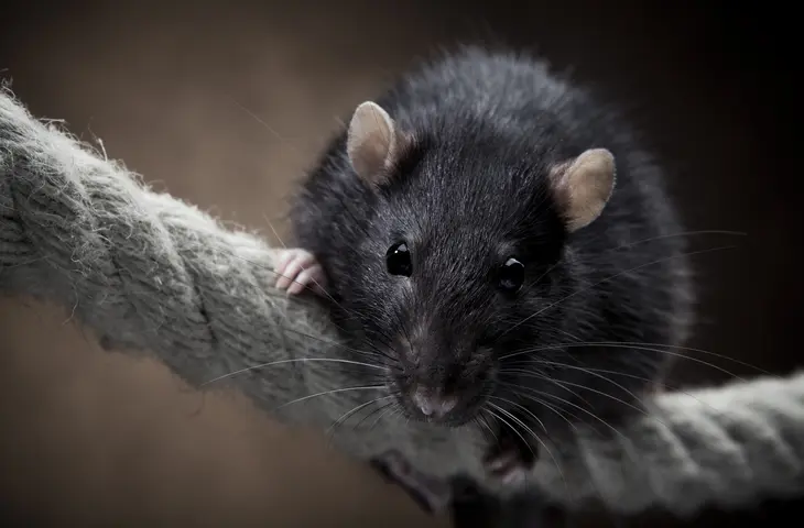 Rat noir