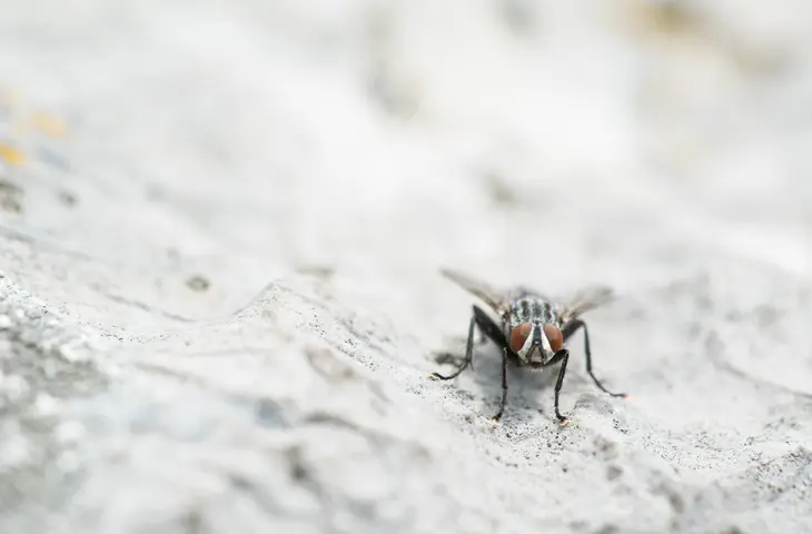Mouche & Moucheron