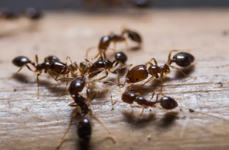 Fourmis